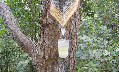 松香的收集 松香的收集